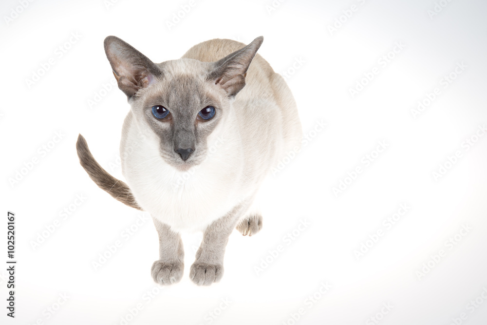 An alluring close up photograph of a siamese cat relaxing An alluring close up photograph of a siamese cat relaxing