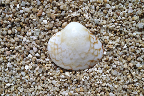 A colorful sea shell lies on a texture of large sand grains.