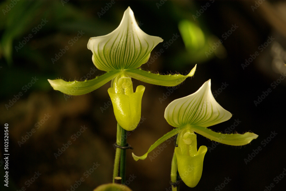 Orchidée sabot de Vénus, France foto de Stock Adobe Stock — free download