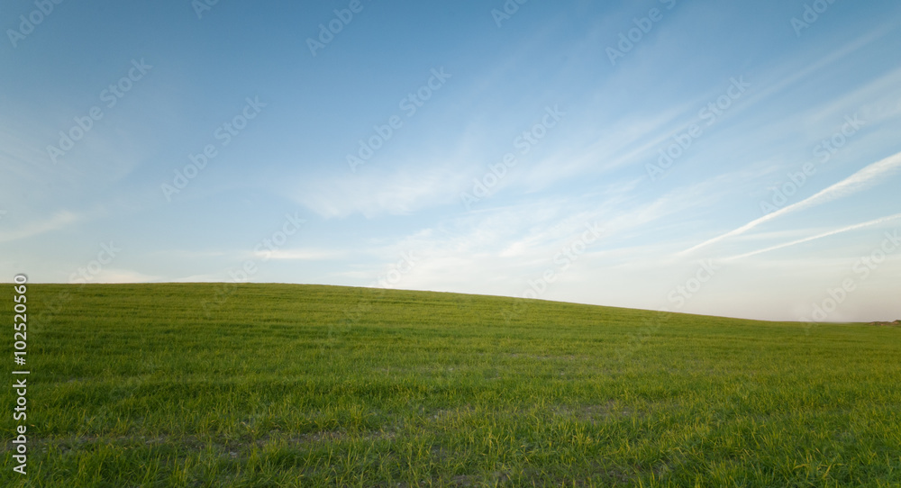 Fototapeta premium Green field and Blue cloudy Sky Environment