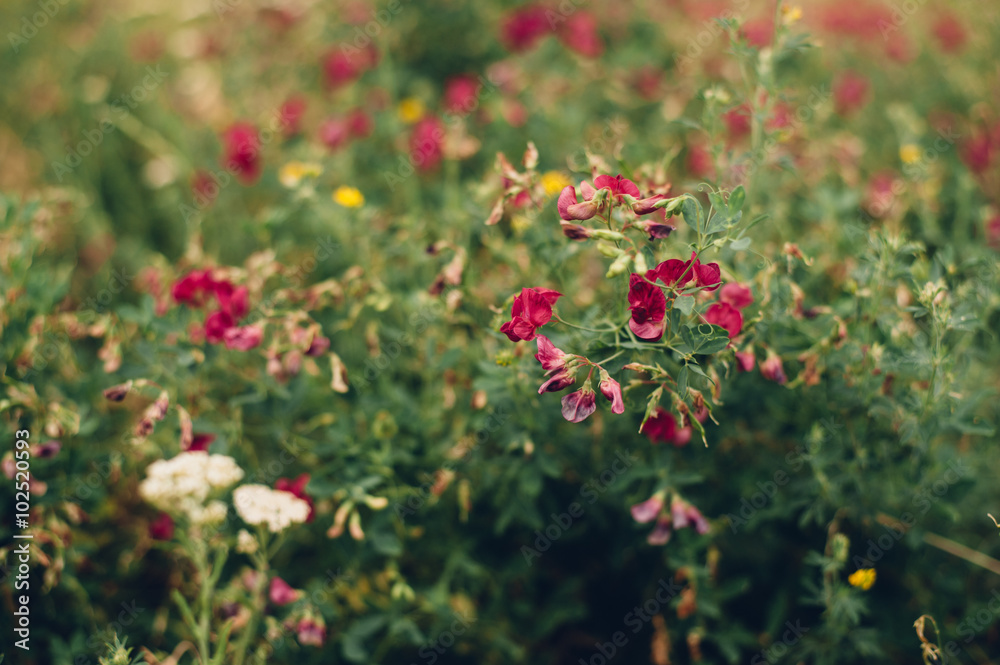 Beautiful red and white flowers on the field Beautiful red and white flowers on the field