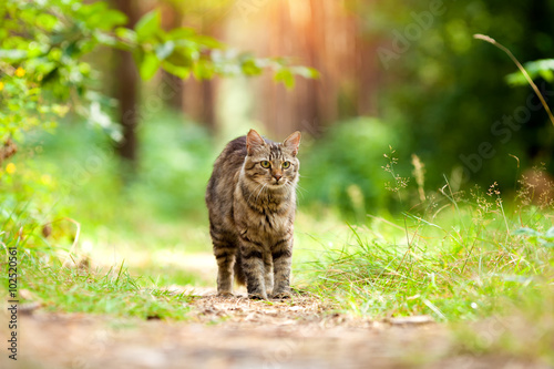 Foto Cat walking in the forest in summer