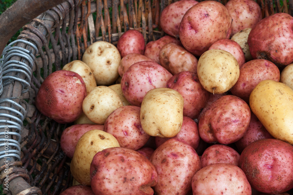 Clean and washed potatoes Clean and washed potatoes