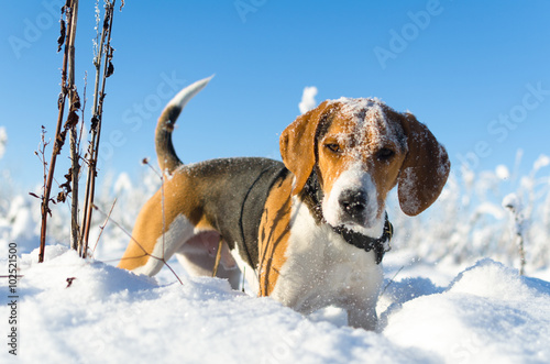 Dog stay in snow in sunny weather. beagle look to the camera