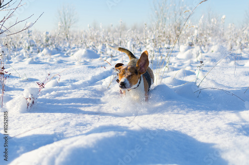 Fototapeta Naklejka Na Ścianę i Meble -  Dog run on the camera in field. Winter day
