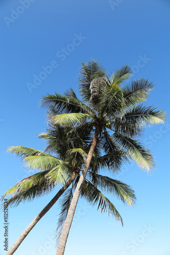 Wallpaper Mural Coconut palms (Cocos nucifera) against a blue sky Torontodigital.ca