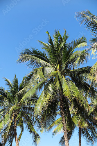 Coconut palms  Cocos nucifera  against a blue sky