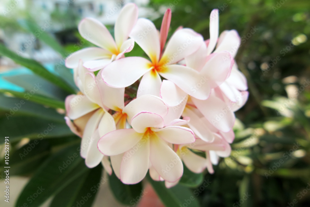 Frangipani (Plumeria sp.) flowers Frangipani (Plumeria sp.) flowers