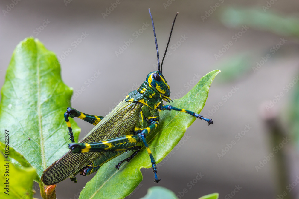 Fototapeta premium Gafanhoto brasileiro. (Chromacris speciosa)