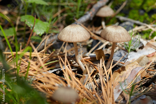 Small mushrooms in forest