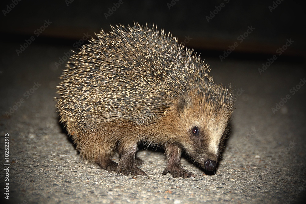 Obraz premium Hedgehog