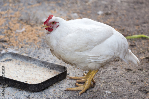 Portrait of a white hen near the feeder. Authentic farm series.