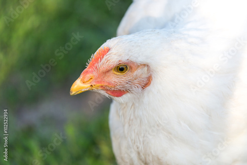 Portrait of a white hen. Authentic farm series.