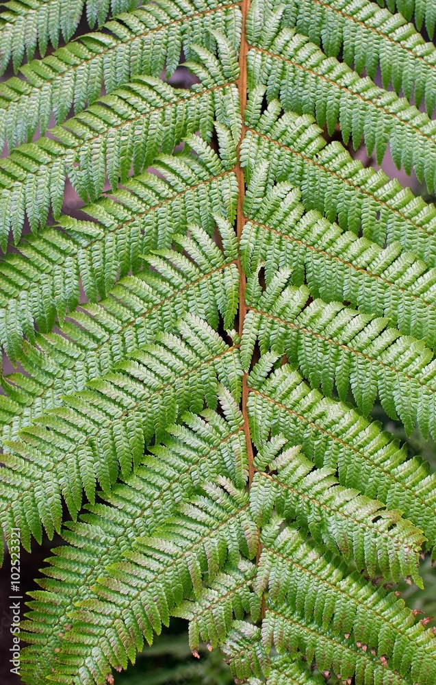 Green fern closeup