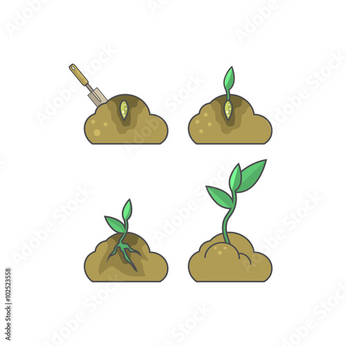 How to put plant. Stages of growth
