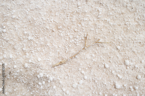 A top down close up of a dry salt lake. Showing every texture of the mineral in detail. In the middle lies a small tree branch surrounded by large grains of salt. 