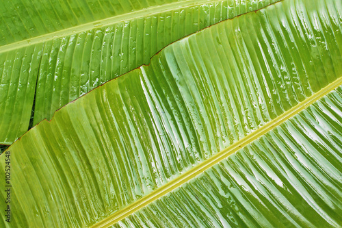 Banana leaves with drops .top view 