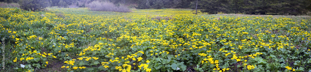 Fototapeta premium Kalyuzhnitsa in the forest