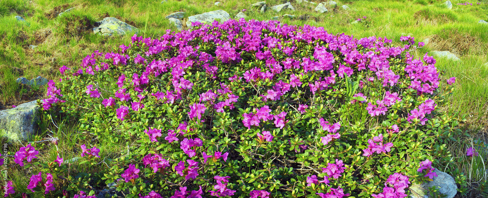 Fototapeta premium rhododendrons Chornogory
