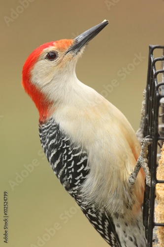 Woodpecker on a Feeder