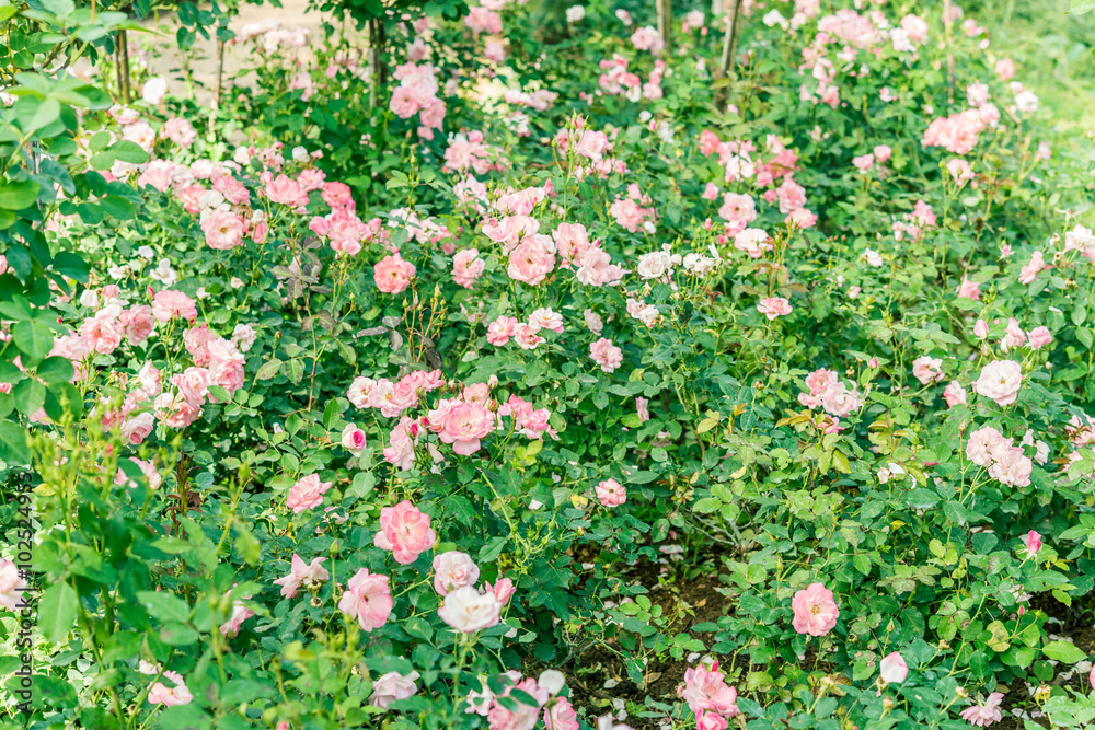 Fototapeta premium a bunch of roses in the garden
