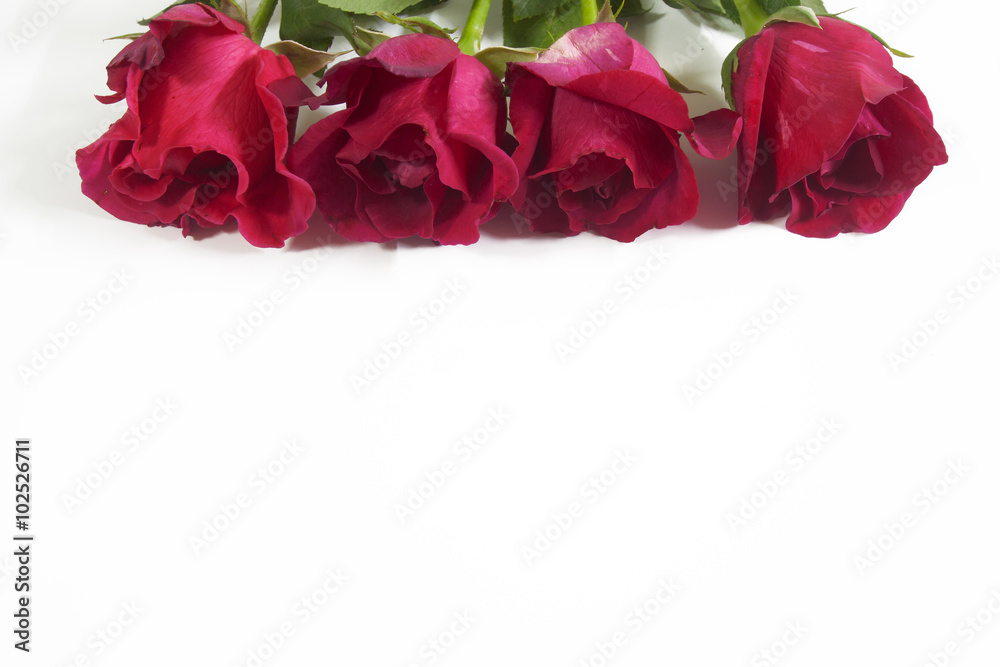 Red rose Red rose