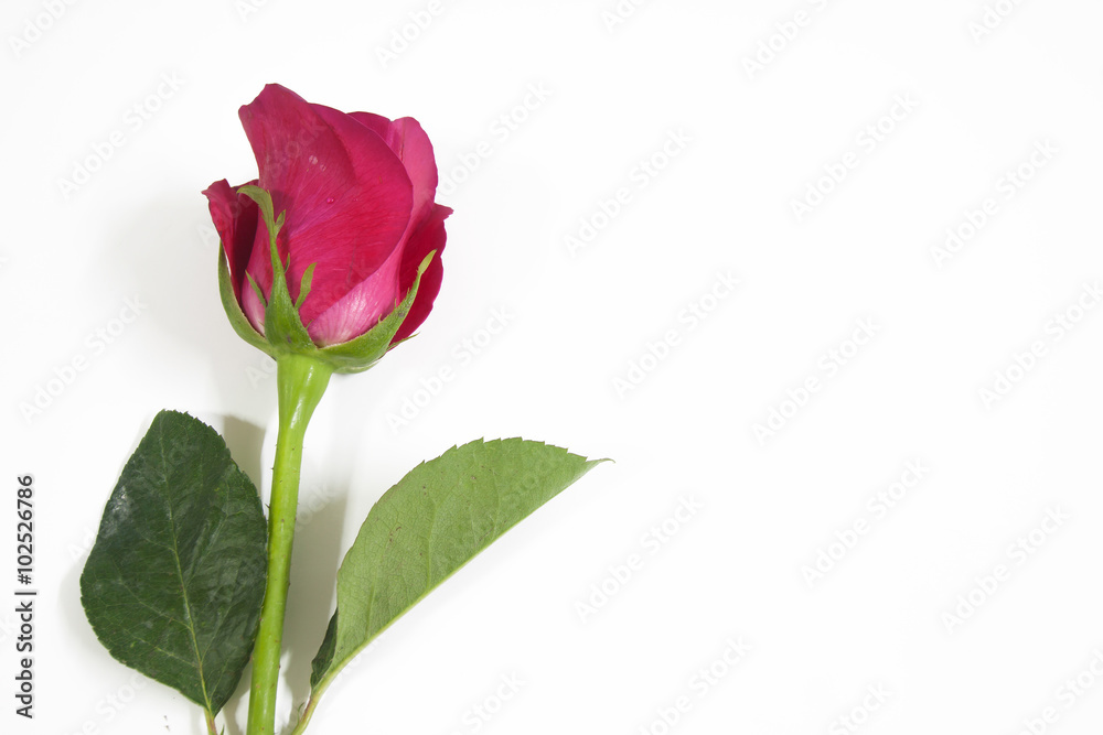 Red rose Red rose