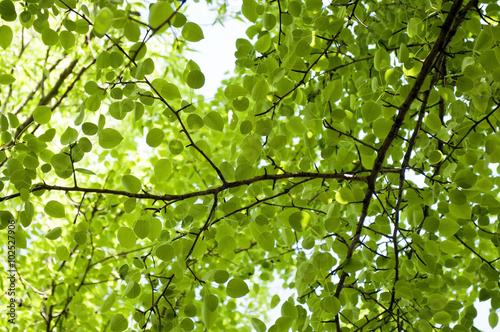 View from below on Green forest.