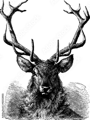 Vintage image red deer