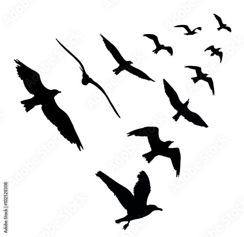 Bird wedge silhouettes on white background. Vector illustration