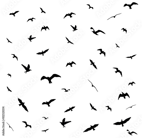 Flying birds silhouettes on white background. Vector illustration