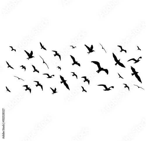Flying birds silhouettes on white background. Vector illustration © boxerx
