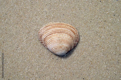 A brown sea shell lies on a texture of large sand grains.