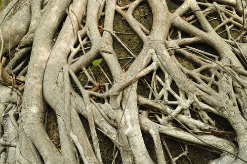 Tree roots form a confusing pattern