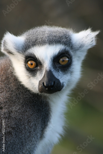 Lemur © jarn