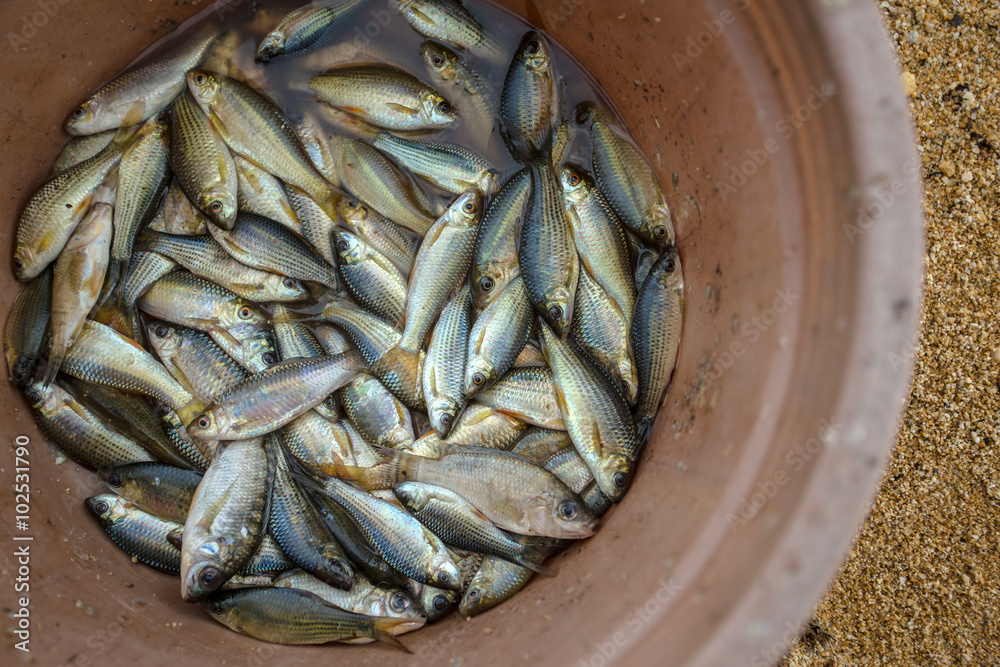 A bucket full of small fish Stock Photo