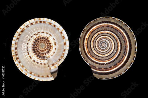 Architectonica perspectiva, a species of sea snail, a marine gastropod mollusk in the family Architectonicidae (staircase shells or sundials) photo