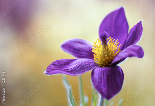 Pulsatilla flower also referred to as the Pasque flower photo