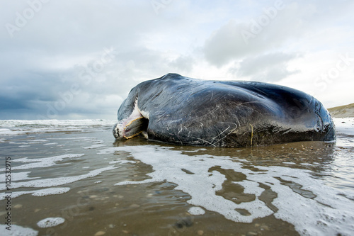 A beached sperm whale lies dead on the beach on the island of Texel in the Netherlands