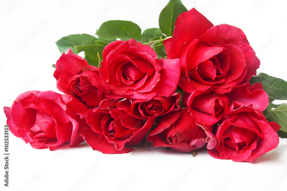 Obraz premium czerwona róża