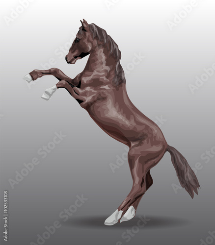 Horse dark