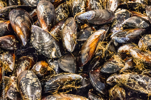 mussels on fish market. Fresh sea food. Seafood