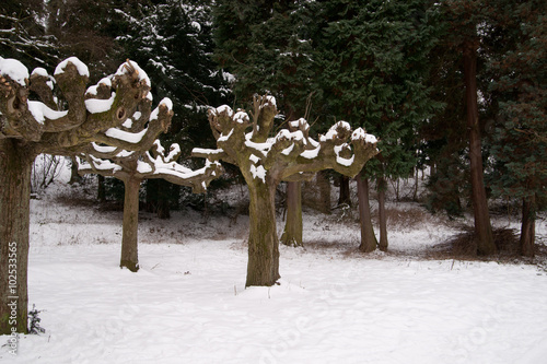 verschneite Bäume © Julian