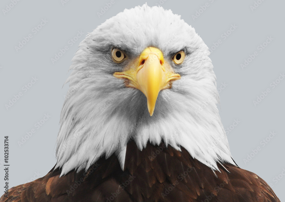 An American Bald Eagle.