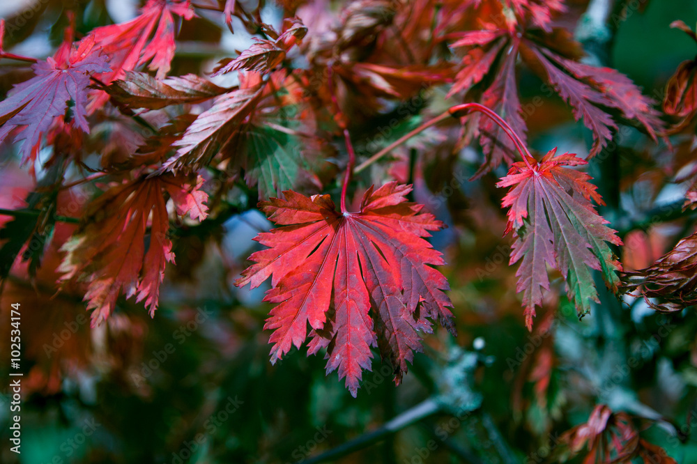 Autumn foliage and vibrant colors in Hamburg Autumn foliage and vibrant colors in Hamburg