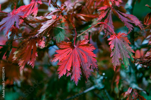 Autumn foliage and vibrant colors in Hamburg