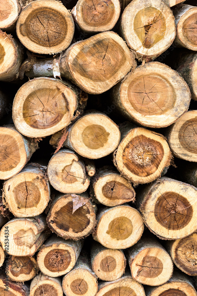 Background of dry teak logs stacked up on top of each other in a pile Background of dry teak logs stacked up on top of each other in a pile