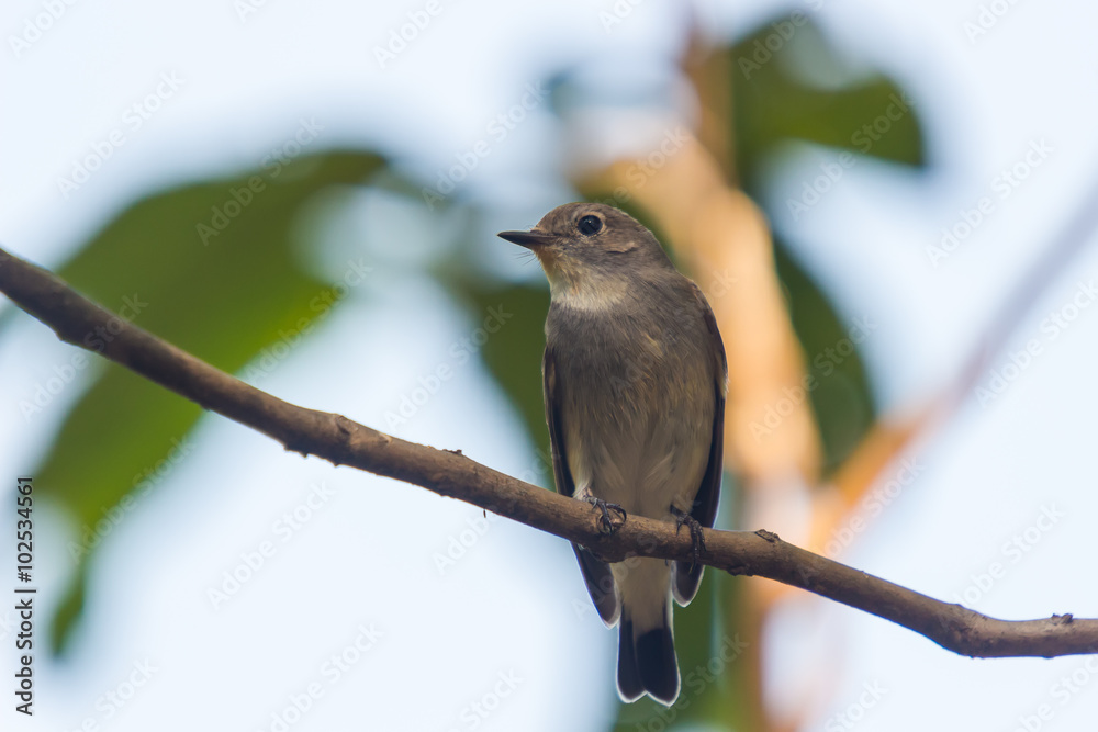 Obraz premium Red Throated Flycatcher