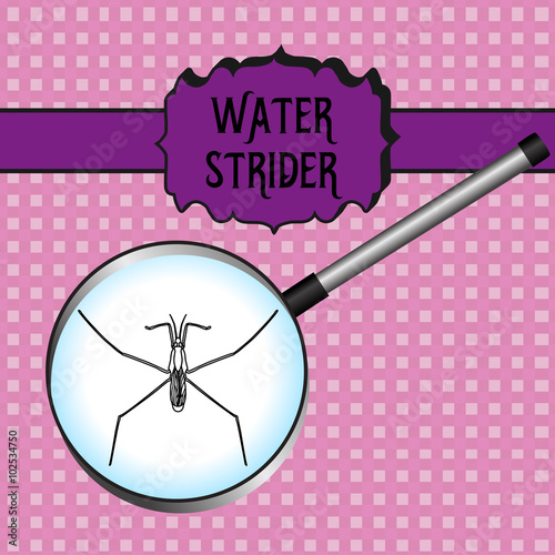 insect in magnifier.water strider. Gerridae. GERRIS LACUSTRIS Sketch of water stride. hand-drawnwater strider. Vector