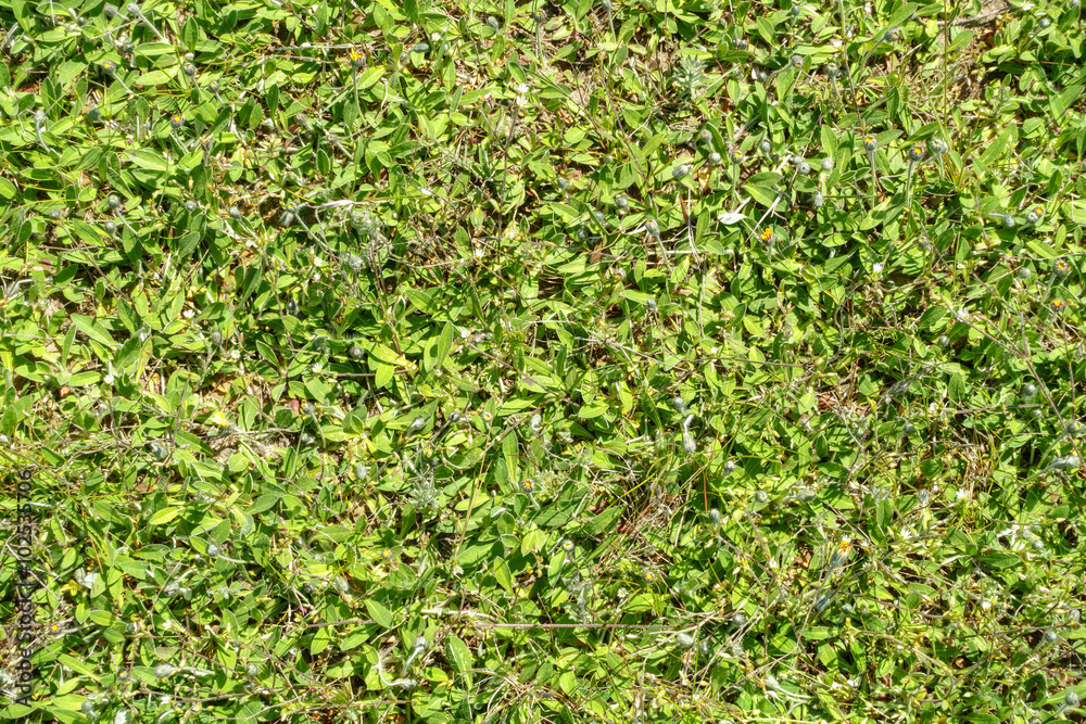 Green Leaves Covering Ground